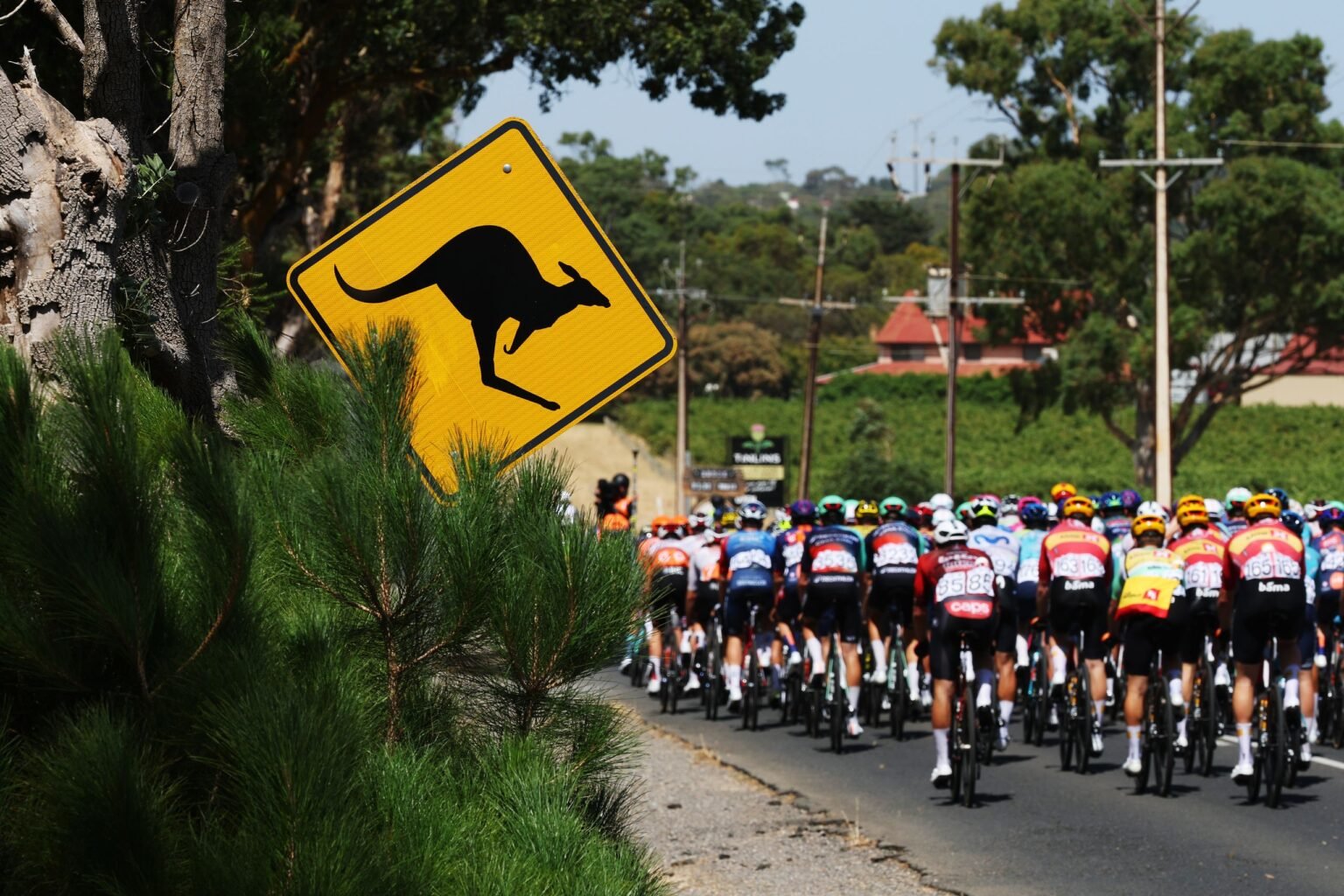 ‘It was just pinballing inside the group there’ – kangaroos cause chaos at the Tour Down Under