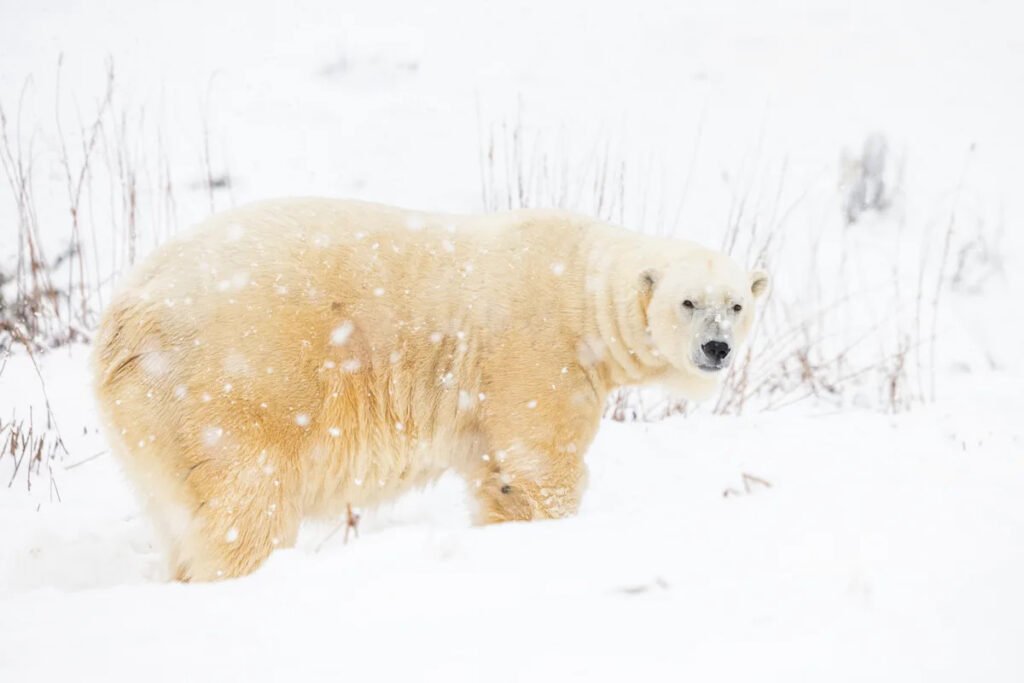 Polar Bear says there’s a “New Oriole Way” coming this year