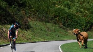 Do cows pose a danger to cyclists?