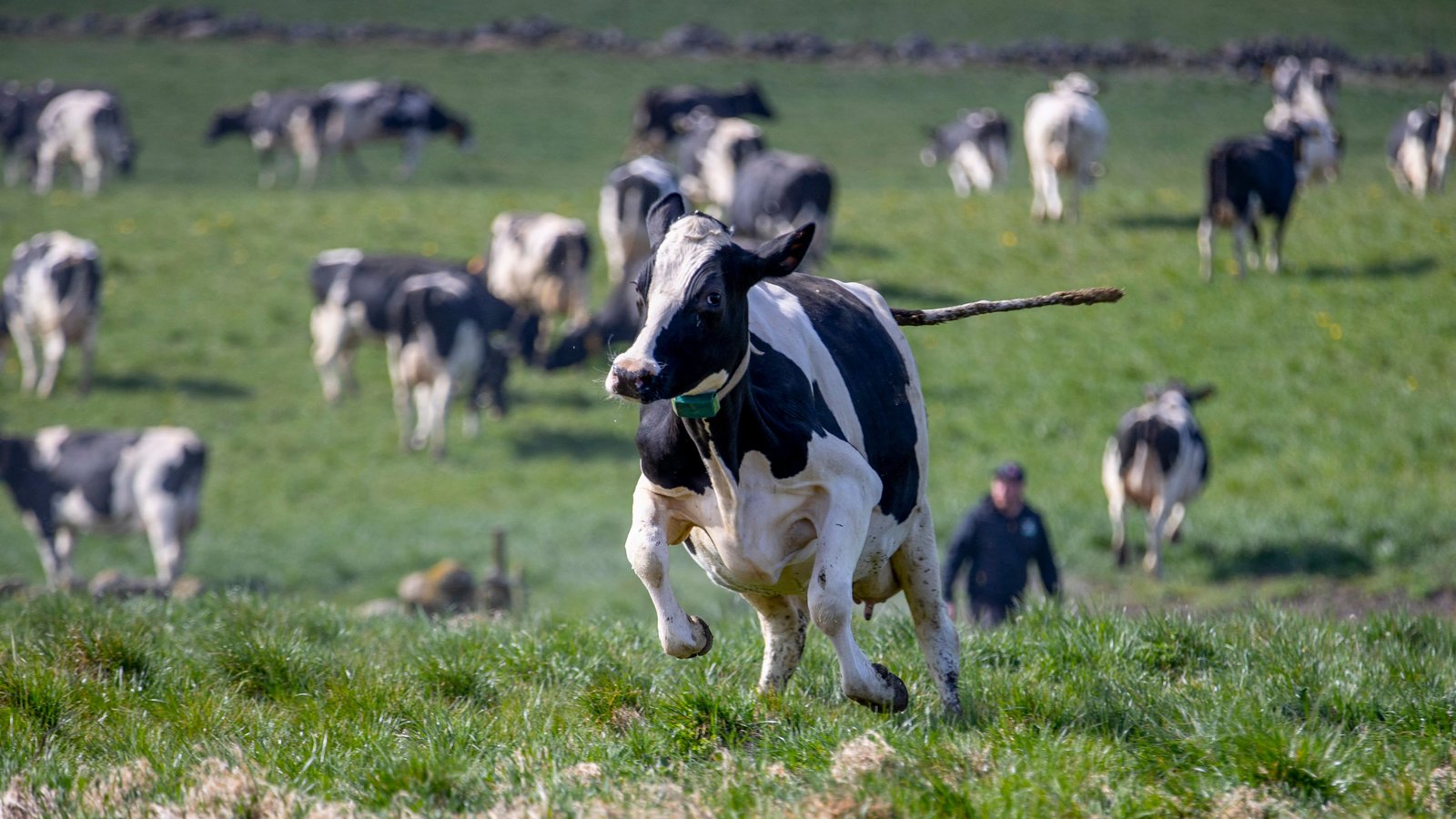 cow running