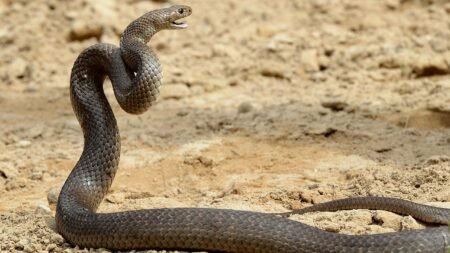 ‘It had its head swinging around’ – Australian bike rider bitten by deadly snake that became entangled in her drivechain
