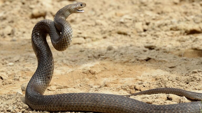 ‘It had its head swinging around’ – Australian bike rider bitten by deadly snake that became entangled in her drivechain